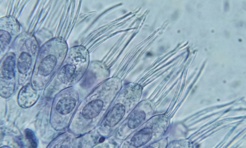 cilia_microscope